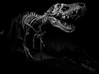 Bí ẩn về địa điểm đặt bộ xương khủng long đắt nhất trên thế giới đã được giải đáp