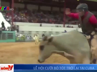 Cuộc thi đấu bò tót trở lại Cuba