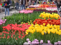 Vườn hoa tulip lớn nhất châu Á mở cửa trở lại