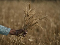 Lượng lúa mì dự trữ toàn cầu chỉ đủ dùng trong 10 tuần