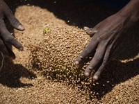 325 triệu người bên bờ vực nạn đói, thế giới kêu gọi phối hợp đảm bảo an ninh lương thực toàn cầu
