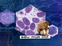 Bệnh đậu mùa khỉ: Không nên lặp lại những sai lầm ban đầu trong đại dịch COVID-19