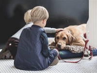 Có thể có mối liên hệ giữa chó và sự gia tăng đột biến các trường hợp mắc viêm gan ở trẻ em