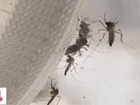 Singapore nuôi 5 triệu con muỗi đực để đối phó dịch sốt xuất huyết