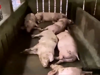 Lợn chết sau khi tiêm vắc xin dịch tả lợn Châu Phi