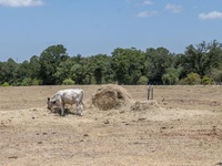 3/4 nông dân tại Mỹ cho biết hạn hán gây ảnh hưởng đáng kể tới mùa vụ