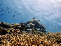 Rạn san hô Great Barrier ở Australia đạt độ phủ cao nhất trong 36 năm
