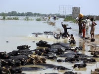 Hơn 1.280 người tử vong do lũ lụt ở Pakistan, 1/3 là trẻ em