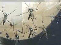 Mối đe dọa từ muỗi 'siêu kháng thuốc'
