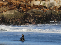 Phát hiện sư tử biển nhiễm cúm gia cầm ở Chile