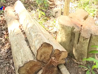 Tìm được đối tượng phá rừng Kông Chro