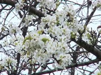 White pear blossom festival held in Lao Cai