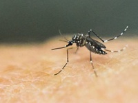 Nhật Bản cảnh báo muỗi truyền sốt xuất huyết kháng thuốc diệt côn trùng