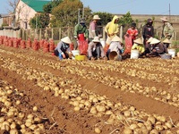Tham gia sản xuất khoai tây bền vững, nông dân thu lãi cả trăm triệu đồng