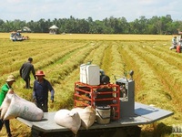 Rice industry requires right investment