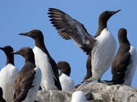 Gần 10.000 con chim biển tử vong và mắc cúm gia cầm trên khắp Scotland