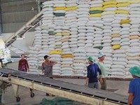 Giá gạo xuất khẩu tăng cao