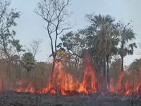 Bolivia tuyên bố tình trạng thảm họa vì cháy rừng