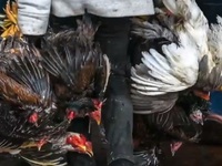 Campuchia: Một người tử vong do ăn gà nhiễm H5N1