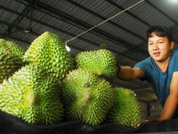 Vietnam’s fruit and vegetable exports beat five-year record