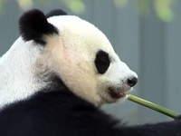 Gấu trúc chia tay vườn thú Mỹ để về Trung Quốc