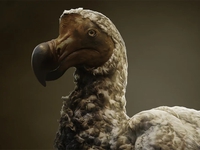 Các nhà khoa học đang lên kế hoạch để 'hồi sinh' loài chim Dodo đã tuyệt chủng