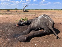 Ít nhất 100 con voi chết ở công viên quốc gia Zimbabwe do hạn hán