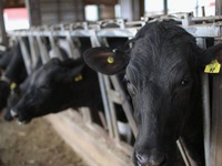 Vụ cháy nổ giết chết 18.000 con bò ở trang trại Texas