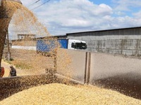 Ukraine tạm ngừng xuất khẩu ngũ cốc sang 5 nước châu Âu