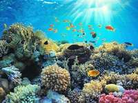 Nỗ lực phục hồi rạn san hô ở UAE