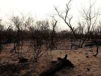 Bùng nổ trang trại và cháy rừng khiến Bolivia đứng thứ 3 thế giới về mất rừng
