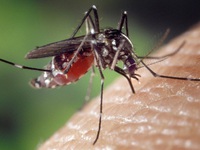 Israel sáng chế thuốc đuổi muỗi hiệu quả tới 99%