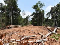 Hội nghị cấp cao tại Colombia thúc đẩy nỗ lực bảo vệ rừng nhiệt đới Amazon