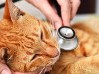 Nguồn gốc dịch cúm gia cầm bùng phát... ở mèo