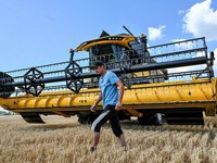 Giá lúa mì tăng sau khi Nga rút khỏi thỏa thuận ngũ cốc
