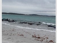 51 con cá voi hoa tiêu chết sau khi mắc cạn trên bãi biển Australia