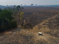 Nạn phá rừng Amazon ở Brazil giảm 34% trong nửa đầu năm 2023
