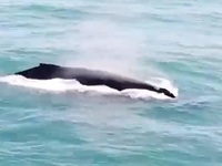 Cá voi lưng gù trở lại sau nhiều năm vắng bóng ở Brazil