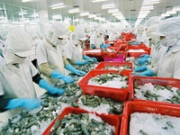 Seafood exports to recover during year-end