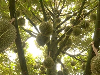 Durian exports to reach 2 billion USD