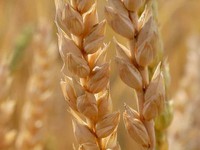 Ấn Độ cân nhắc nhập khẩu lúa mì từ Nga