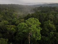 Lượng khí thải carbon của rừng Amazon tăng vọt dưới thời cựu Tổng thống Brazil Bolsonaro