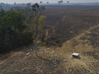 Tình trạng phá rừng Amazon giảm mạnh tại Brazil