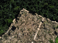 Nạn phá rừng Amazon ở Brazil giảm 66% trong tháng 8