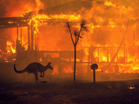 Hàng trăm lính cứu hỏa nỗ lực dập cháy rừng ở miền Tây Australia