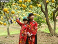Dien pomelo – a citrus offering for Lunar New Year