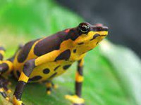 Colombia thu giữ 130 con ếch có nọc độc tại sân bay