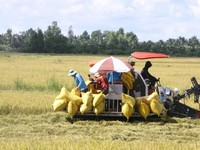 Mekong Delta develops 1 million ha of low-emission high-quality rice