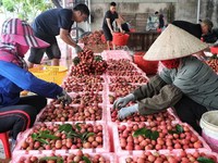 Efforts to increase market share of agricultural exports to China
