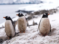 Cúm gia cầm độc lực cao lần đầu tiên xuất hiện tại lục địa Nam Cực